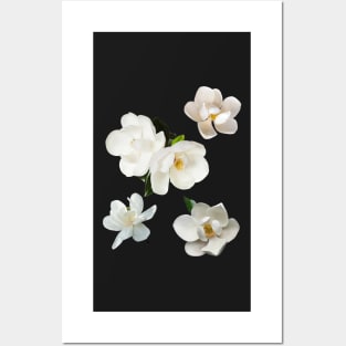 Sweet White Magnolia Posters and Art